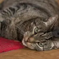 Auch ein Kater wurde bereits von Hotelgästen mitgenommen – das ist kein Kavaliersdelikt