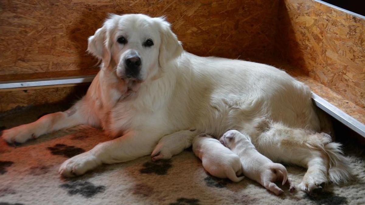 Nicht vielen Hunden geht es so gut wie diesem 