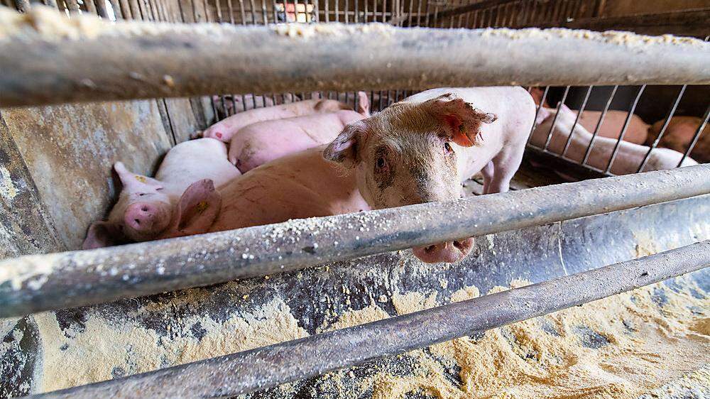 Nach einem Brand auf einem Bauernhof in Griffen sind alle 200 Schweine wohlauf. Die Tiere konnten im Erdgeschoss des Gebäudes, das unversehrt blieb, untergebracht werden