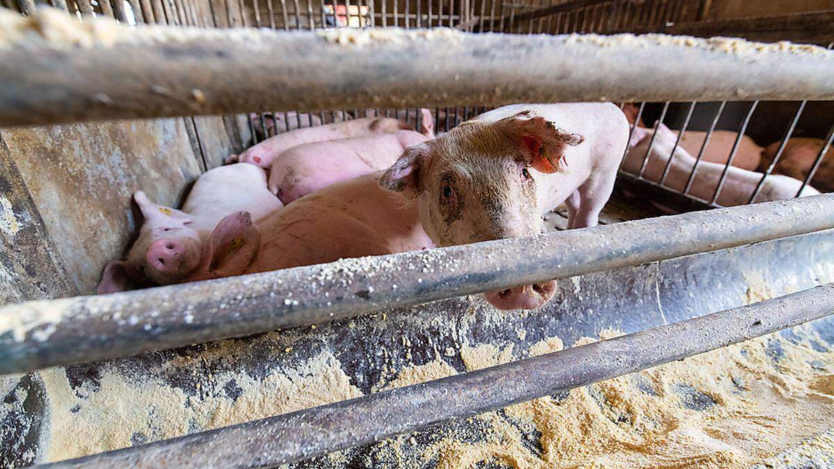 Nach einem Brand auf einem Bauernhof in Griffen sind alle 200 Schweine wohlauf. Die Tiere konnten im Erdgeschoss des Gebäudes, das unversehrt blieb, untergebracht werden