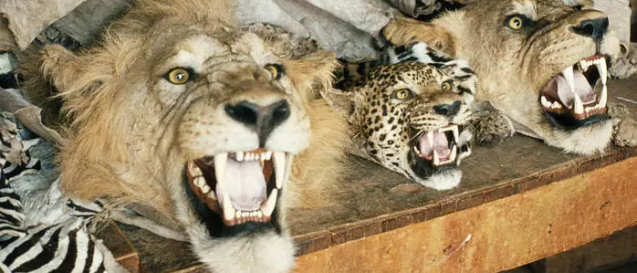 „Ware“, die in Kenias Hauptstadt Nairobi angeboten wurde