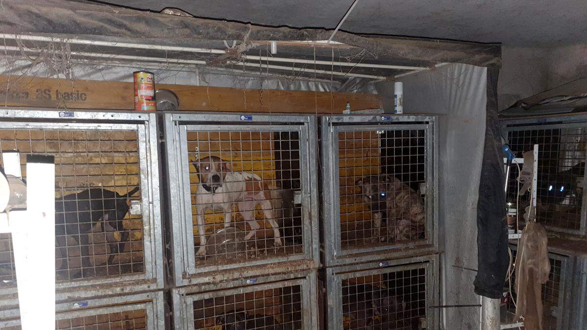 In einem Haus in Ansfelden (Bezirk Linz-Land) wurden 44 verwahrloste Hunde entdeckt 