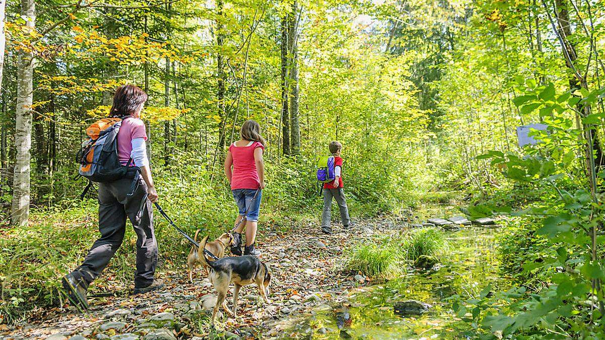 Kärnten gilt als Zeckengebiet, und durch die milden Winter sind die Tiere auf dem Vormarsch. Experten raten daher, sich unbedingt gegen FSME impfen zu lassen