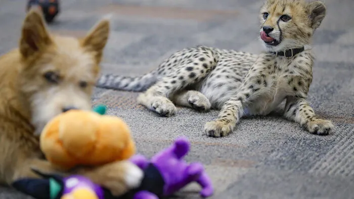 Kris, ein am 7. Juli 2019 im Mast Farm Breeding Center des Cincinnati Zoos geborenes Gepardenmädchen, spielt mit Remus, einem Rettungswelpen des Animal Rescue Fund.