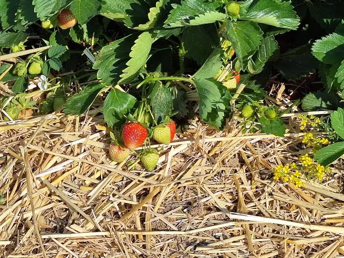 Die Erdbeeren fallen in Heimschuh eher mittelgroß aus