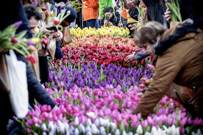Holländische Tulpenzüchter legen jedes Jahr einen riesigen Garten mit Zehntausenden Tulpen auf dem Dam in Amsterdam an.