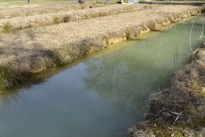 Einer von drei schmalen Teichen der Naturteichanlage von Dietmar Kreindl in Weixelbaum.