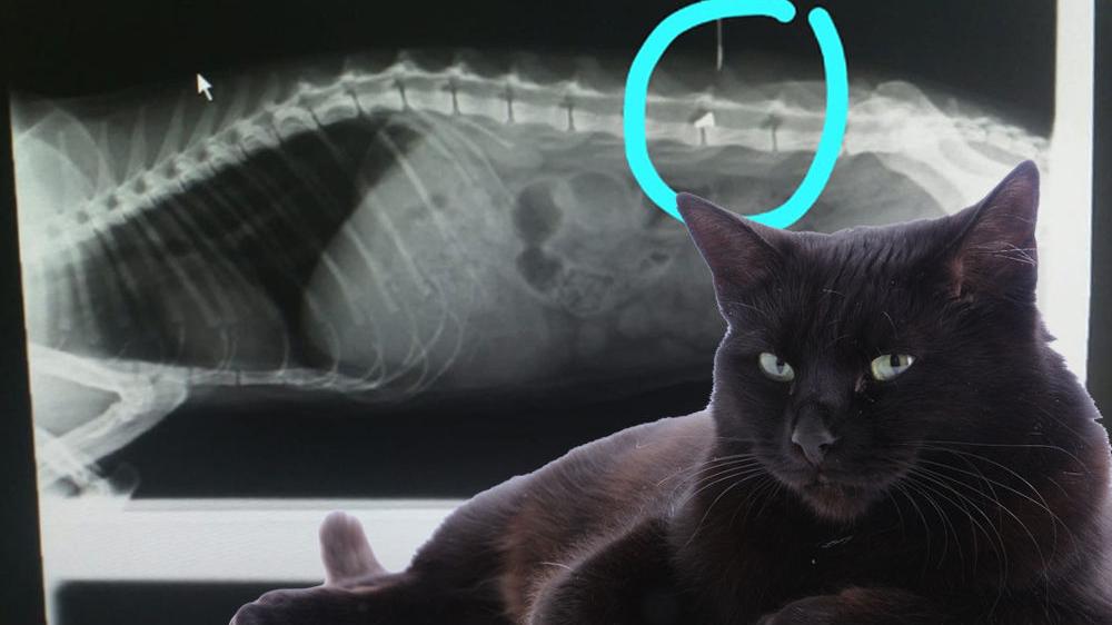 Mitten in Grazer Wohnviertel Katze Hanni schon zum zweiten Mal angeschossen