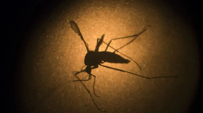 Die Moskitoart Aedes aegypti überträgt den Virus