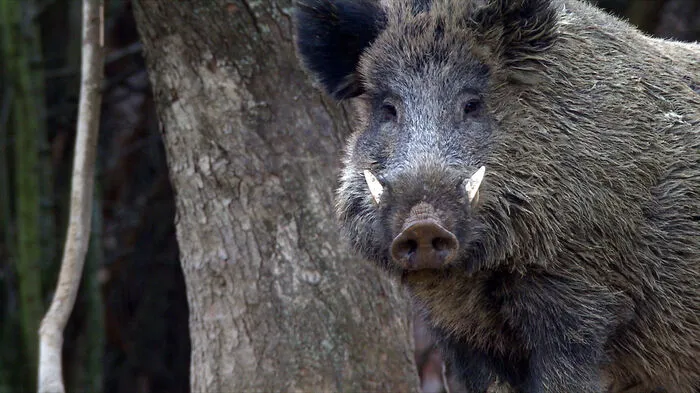 Sie sind die heimlichen Herrscher des Waldes: die Wildschweine. Nicht immer waren sie in Europa mit so großer ...  
