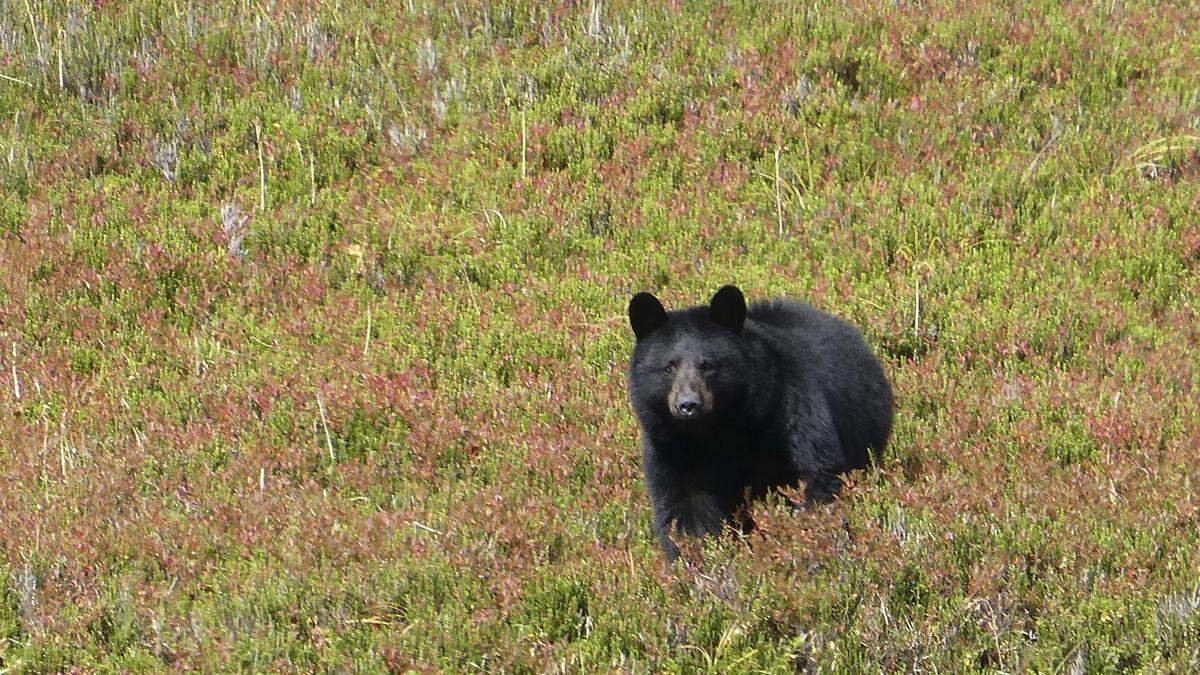 400 Mal löste der neugierige Schwarzbär in dem Naturpark die Kamera aus