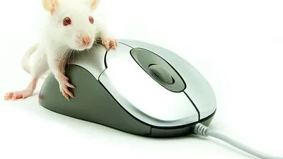 Rattentötung per Mausklick? (Symbolfoto)