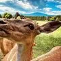 Der Besuch in Rosegg ist ein echt tierisches Vergnügen