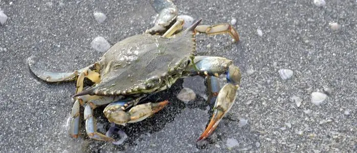 Blaukrabbe soll vom Plagegeist zur Delikatesse werden