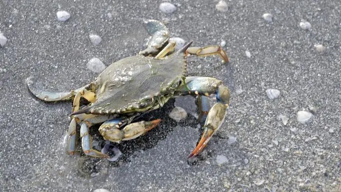 Blaukrabbe soll vom Plagegeist zur Delikatesse werden