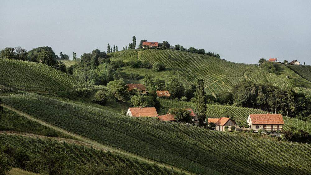 Zehn Prozent der österreichischen Weinernte entfallen auf die Steiermark