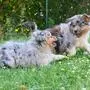 Zwei Australian-Shephards-Welpen
