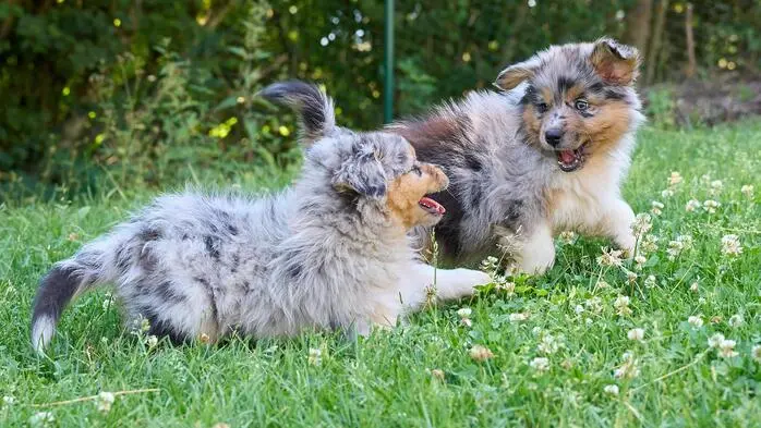 Zwei Australian-Shephards-Welpen