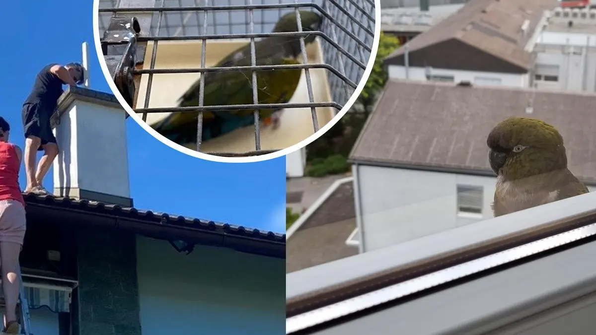 Von Headquarter zu Headquarter: Der Papagei vom Styria Media Center flog zu Anton Paar weiter. Und: Der Fernitzer Papagei ist mittlerweile gefunden