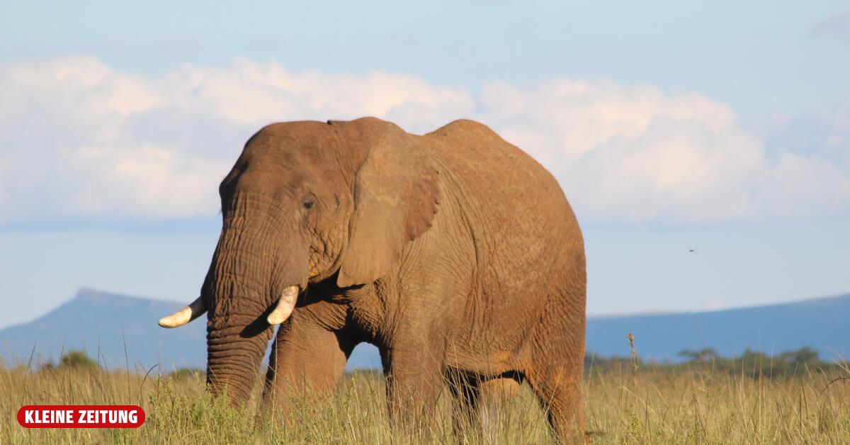 Herd of elephants tramples tourist to death in Kruger National Park