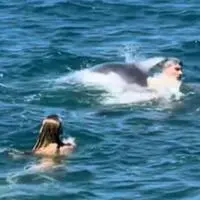Delfin Oliver drückt Schwimmer unter Wasser.