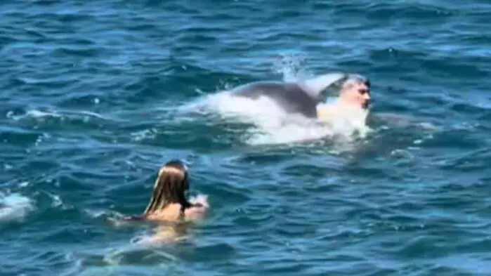 Delfin Oliver drückt Schwimmer unter Wasser.