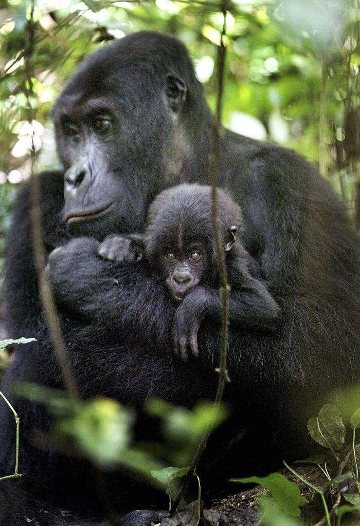 Dieses Weibchen ist eins der letzten 1000 verbliebenen Tiere. Sie lebt mit ihrem Nachwuchs im Kongo.