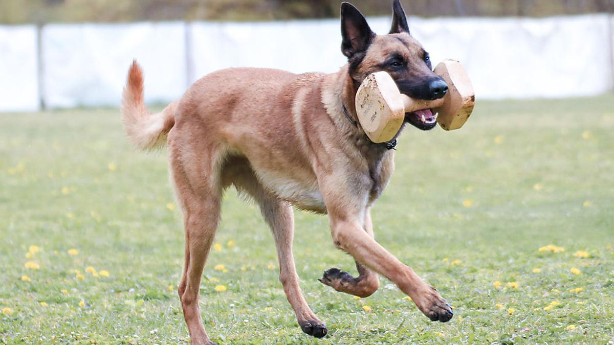 Der Besuch der Hundeschule ist gerade für junge Tiere essenziell