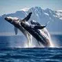 Whale Tails: Humpbacks in Western Greenland, Whale Tails: Humpbacks in Western Greenland, Whale Tails: Humpbacks in Western Greenland, 08.11.2024, Copyright: xprctmx Panthermedia38256645.jpg 