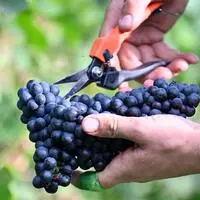 Die Weinbauern befinden sich bereits mitten in der Ernte