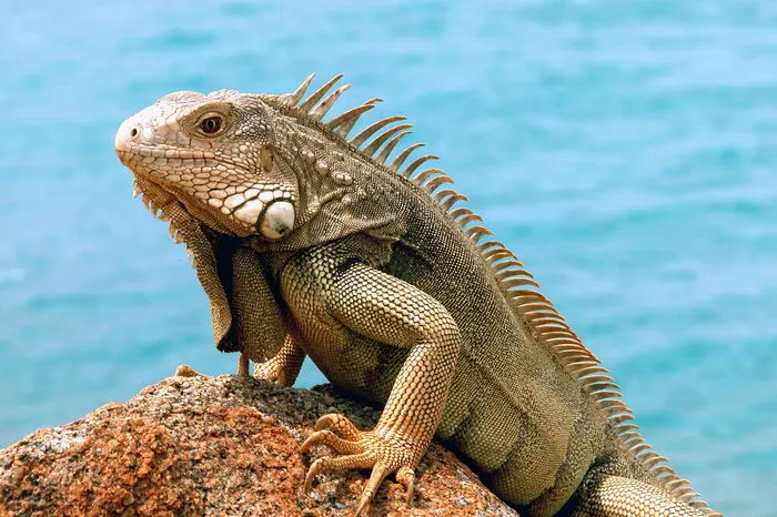 Der Anegada-Leguan. Nur noch 450 Exemplare dieser ganz besonderen Art der Wirtelschwanzleguane sind noch am Leben. 