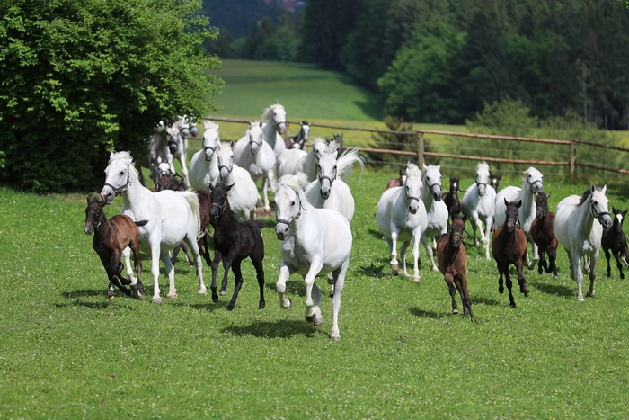 Beim Toben über die Koppel ist den Fohlen der Spaß anzusehen 
