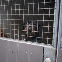 Der erste Bauabschnitt der neuen Außenanlage für Hunde wird am Mittwoch (17. Juni) eröffnet