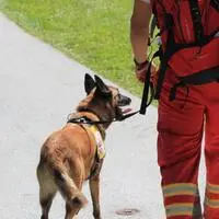 Auch eine Hundestaffel war an der Suche beteiligt (Symbolbild)