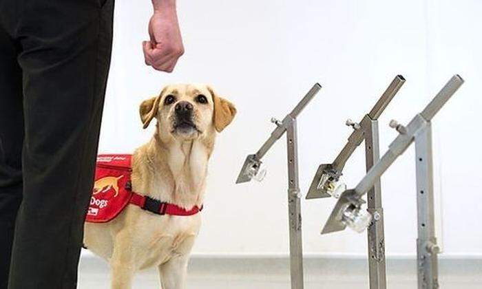 Ein Medical Detection Dog. Er könnte vielleicht schon bald im Kampf gegen Corona eingesetzt werden.