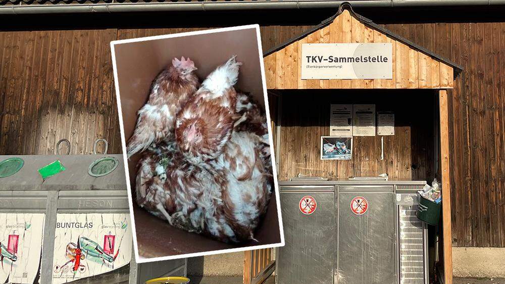In einem Karton waren zwei lebende Hühner zwischen ihren verstorbenen Artgenossen