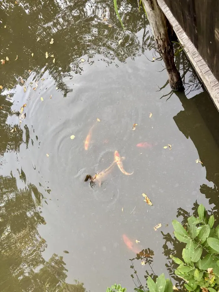 Wie er seine Fische über den Winter bringen soll, weiß Fötsch derzeit nicht