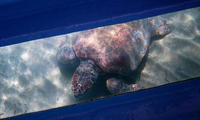 Eine Meeresschildkröte unter dem Glasbodenboot
