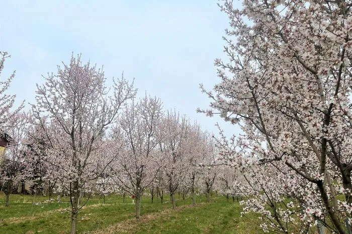 Ende März stehen die Mandeln in Vollblüte