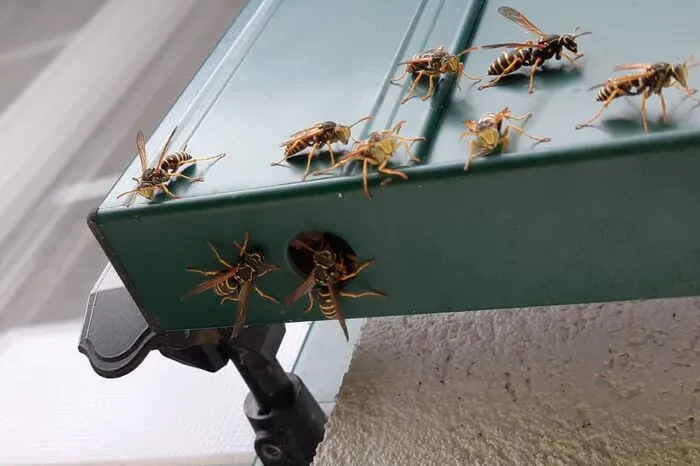 Wespen finden beinahe überall einen Platz. Sie nisten sogar im Innern von Fensterläden, wie Leser-Reporterin Johanna Huber aus St. Martin feststellen musste.
