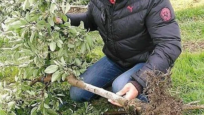 Karl Gögg aus Niedergams hat einen Totalausfall beim Kernobst.