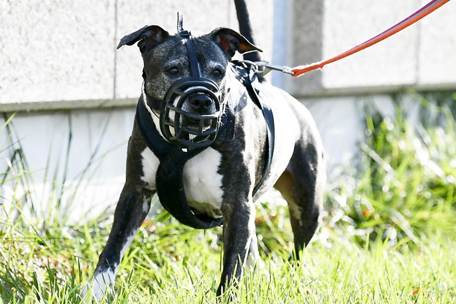 Tillmitsch: Daumen abgebissen: Joggerin von Terrier schwer verletzt