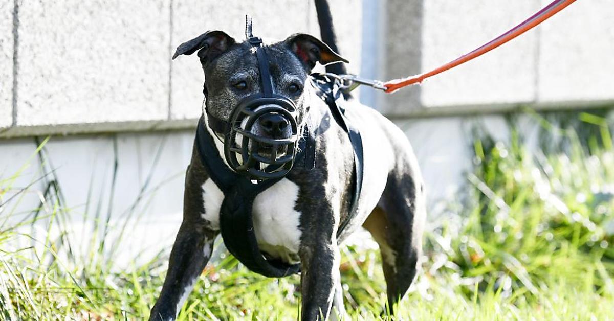 Un jogger grièvement blessé par un terrier