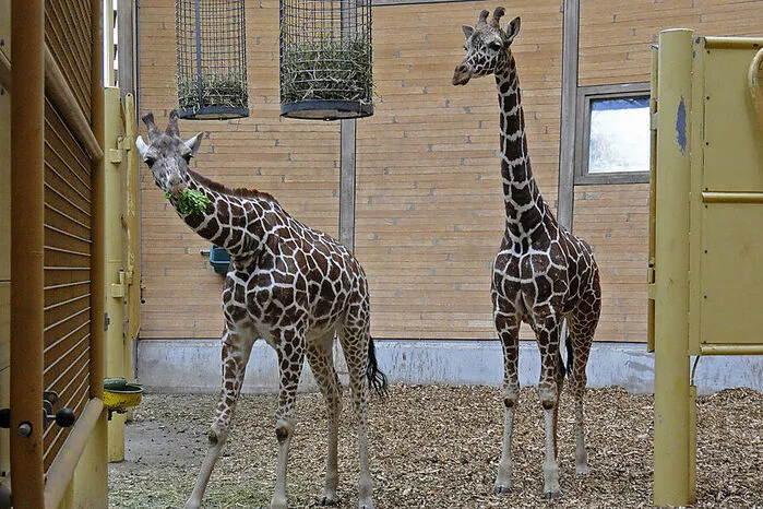 Giraffen Fleur und Sofie vor der Reise nach Wien in ihrem Gehege im Zoo Rotterdam.