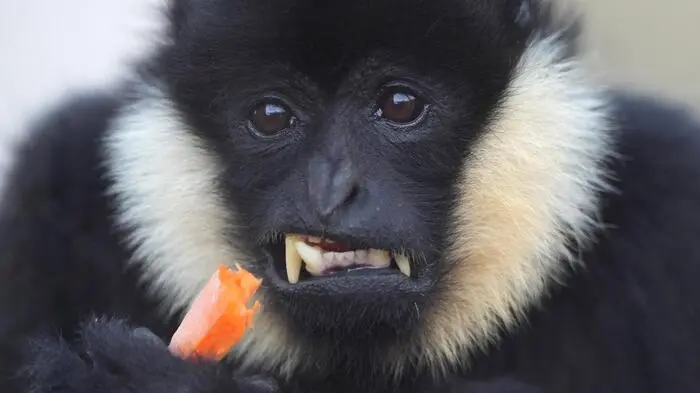 Ein nördlicher Weißwangen-Schopfgibbon wurde auf frischer Tat beim Karottenessen ertappt.