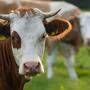 Eine ausgewachsene Kuh wiegt zwischen 600 und 700 Kilogramm 