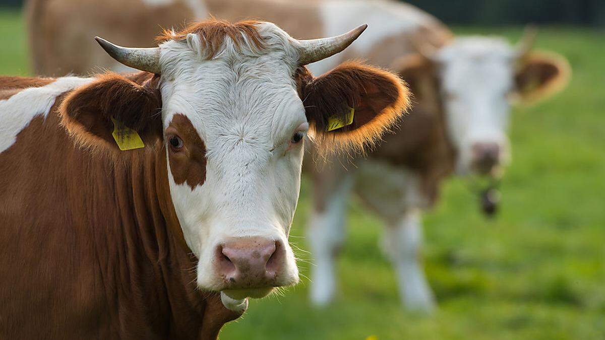 Eine ausgewachsene Kuh wiegt zwischen 600 und 700 Kilogramm 