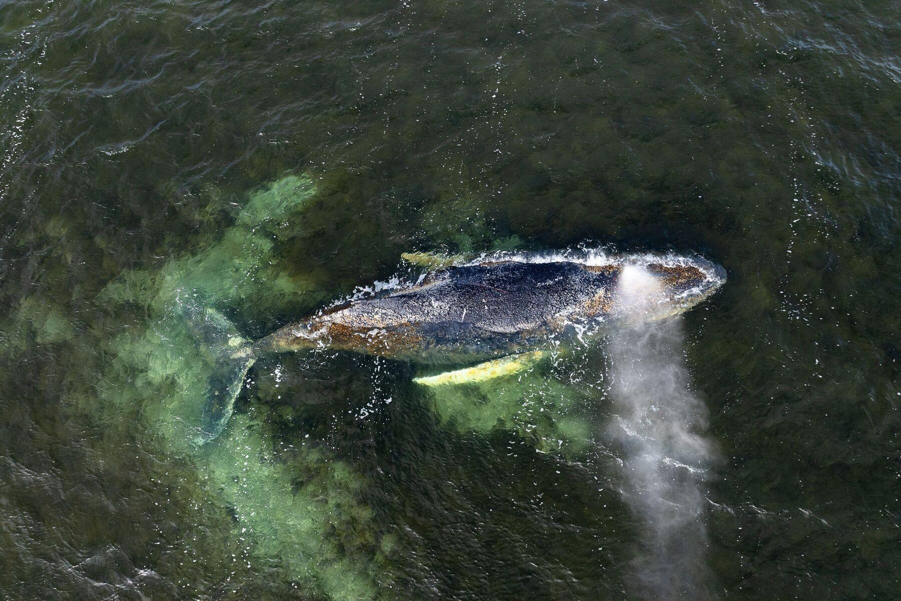 Rettungseinsatz dauert weiter an: Buckelwal vor deutscher Ostseeküste schwimmt wieder