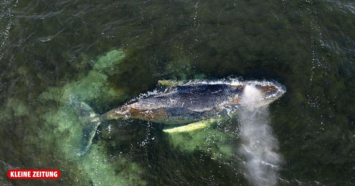 Buckelwal vor deutscher Ostseeküste ist abgetaucht