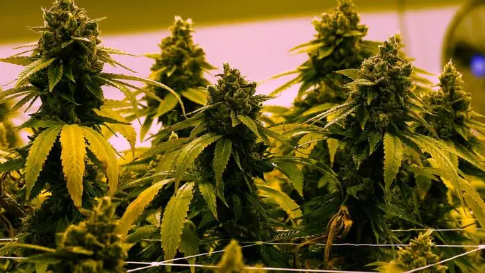 Man sieht viele Cannabispflanzen